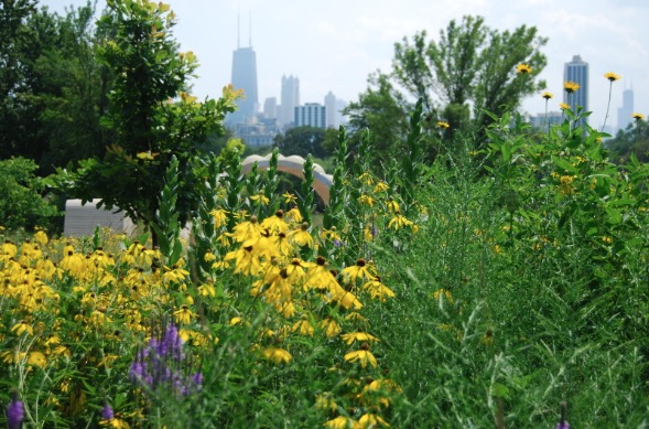plants in front of peoples gas pavilion