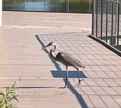 blue heron on nature boardwalk