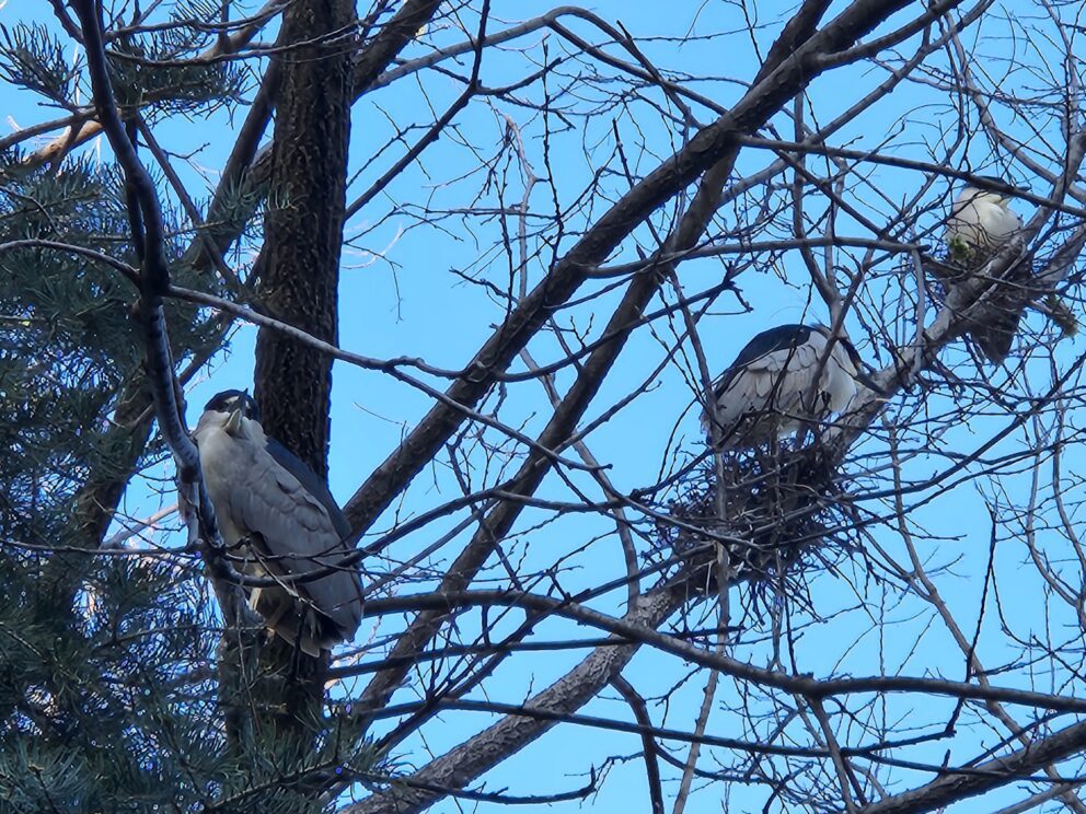 black-crowned night herons nesting