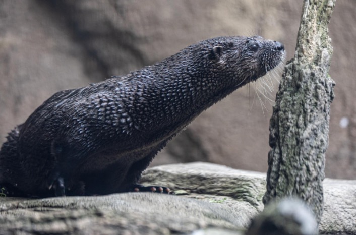 north american river otter