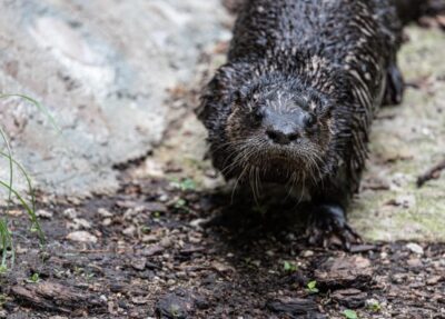 north american river otter
