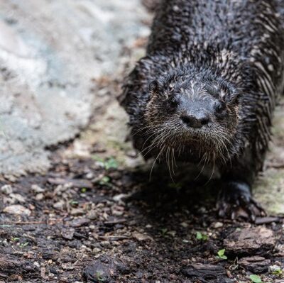 north american river otter