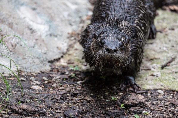 north american river otter