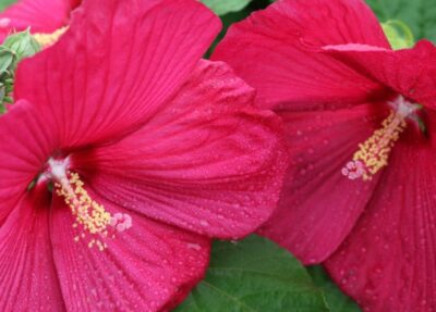 hardy hibiscus