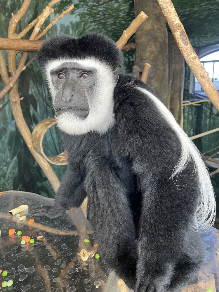 black-and-white colobus monkey
