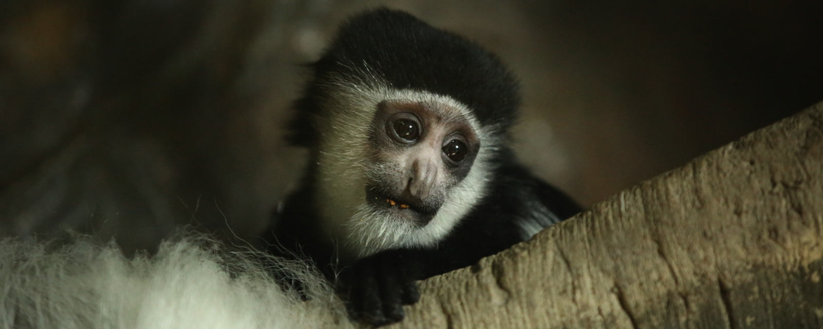 Help Us Save Primates