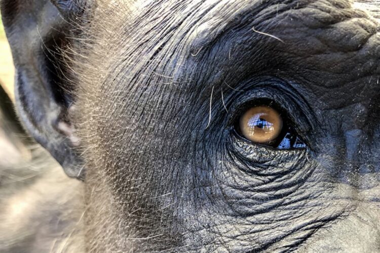 chimpanzee eye