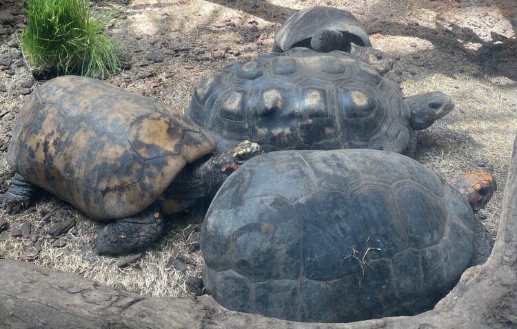 red-footed tortoises