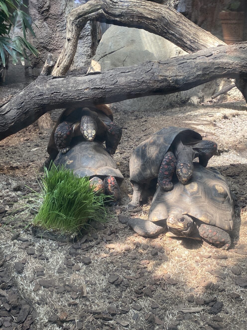 red-footed tortoises