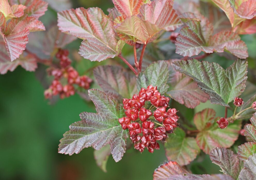 ninebark