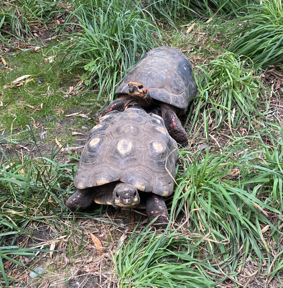 red-footed tortoises