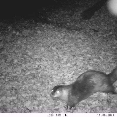 north american river otter