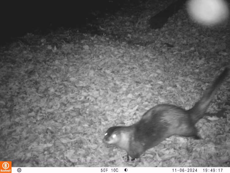 north american river otter
