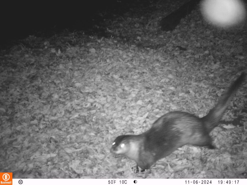north american river otter