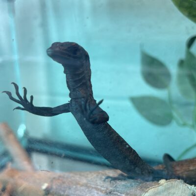 black tree monitor hatchling