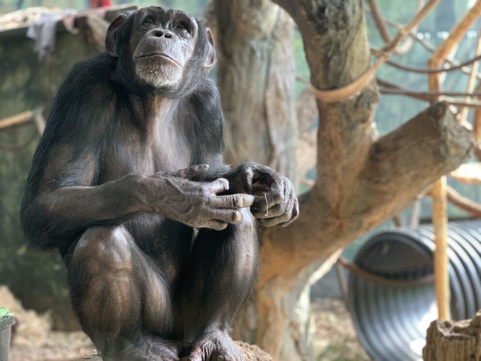 chimp group behind the scenes