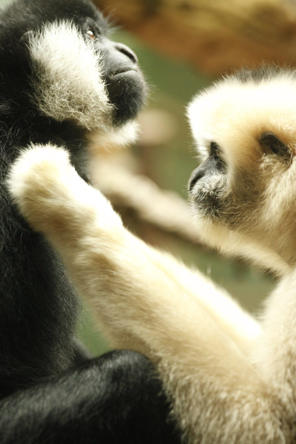 burma and caruso white-cheeked gibbons