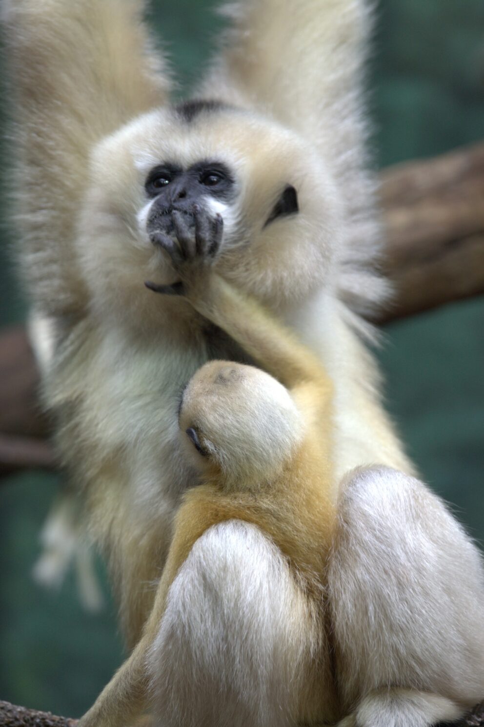 Burma and infant