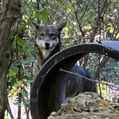 poco red wolf