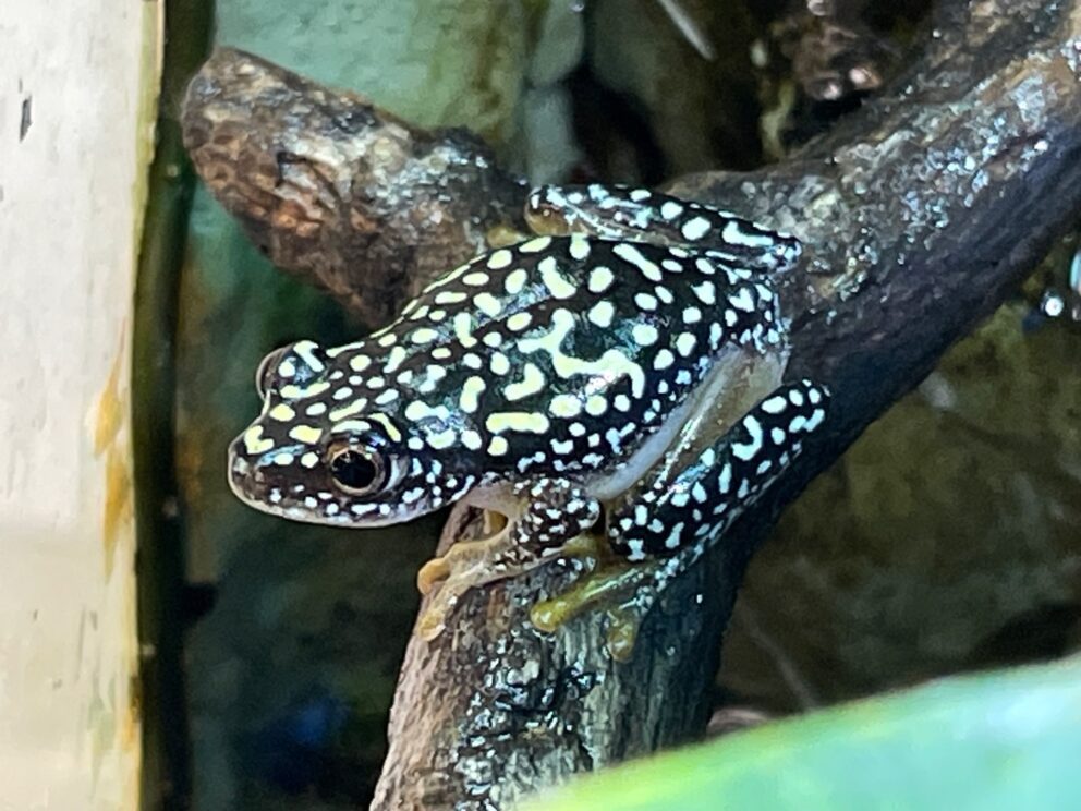 female whitebelly reed frog
