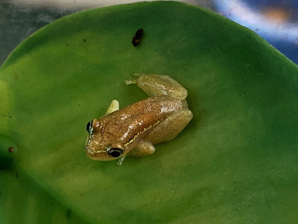 male whitebelly reed frog