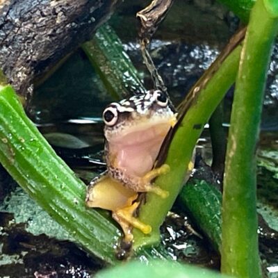 whitebelly reed frog