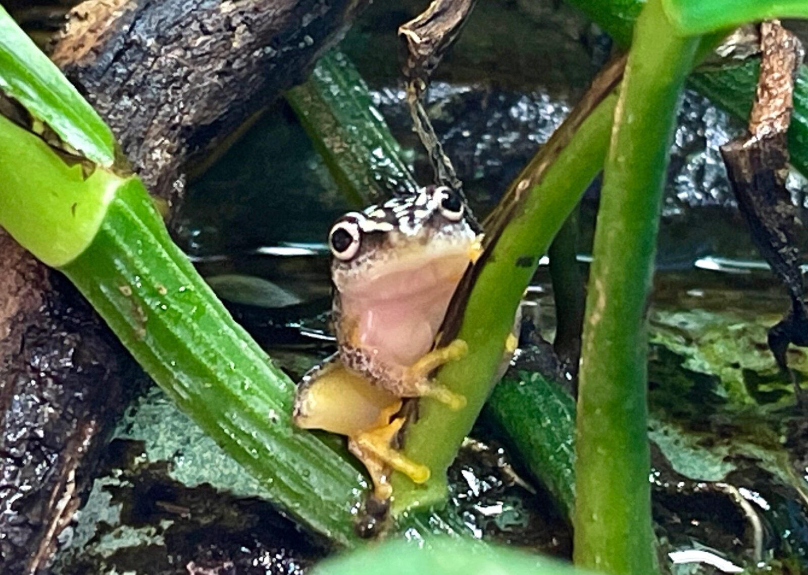 Whitebelly Reed Frogs | Lincoln Park Zoo