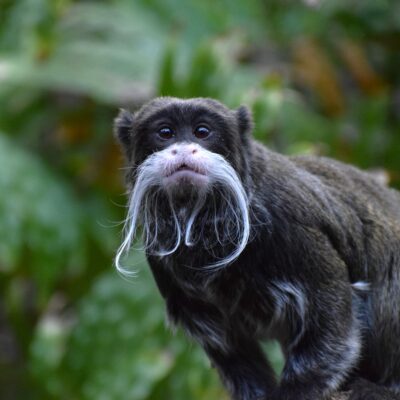 bearded emperor tamarin