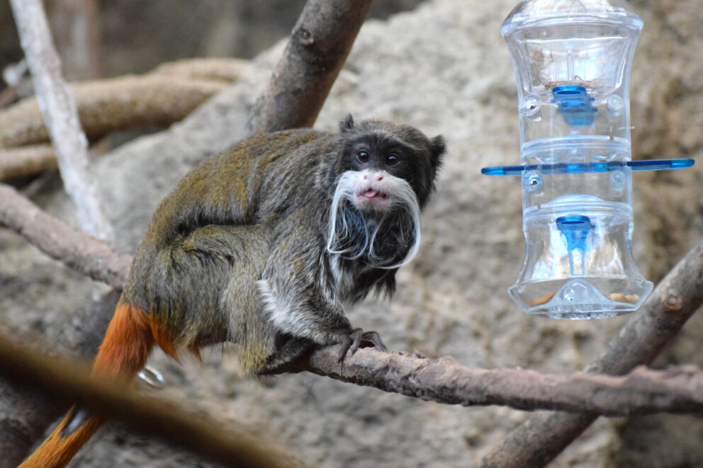 bearded emperor tamarin