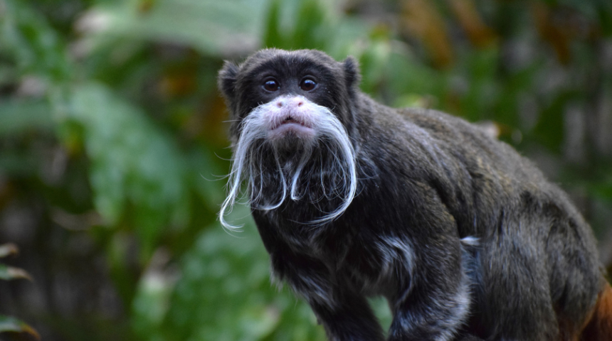TAMARIKI POERANI MONO'I タマリキ ポエラニ TAMARIKI POERANI MONO'I タマリキ ポエラニ TAMARIKI POERANI MONO'I