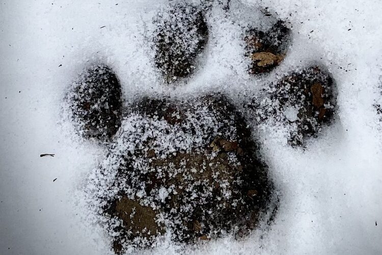 snowy paw print