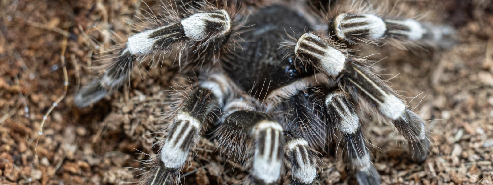 Lincoln Park Zoo Becomes Newest Member of the Wildlife Confiscations Network