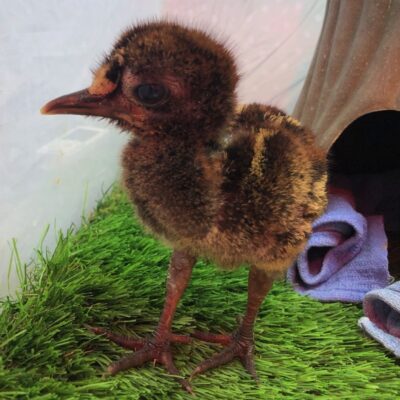 kagu chick