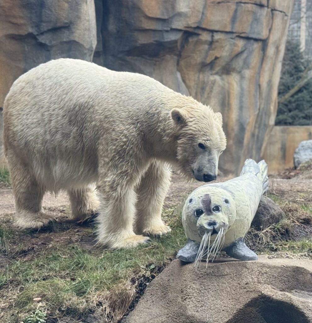 talini polar bear with pinata
