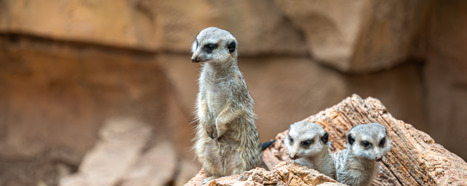 Lincoln Park Zoo Welcomes a new Mob of Meerkats