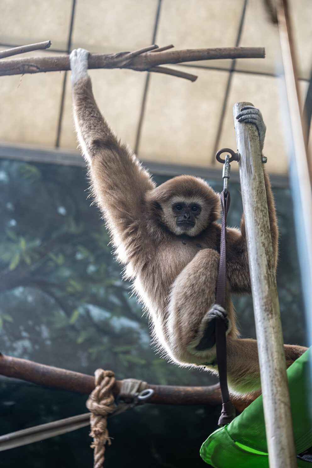 lar gibbon JC
