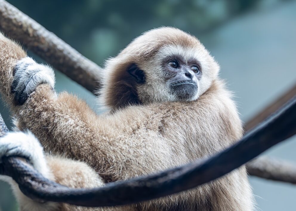 lar gibbon JC