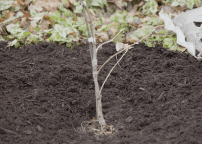 bur oak sapling