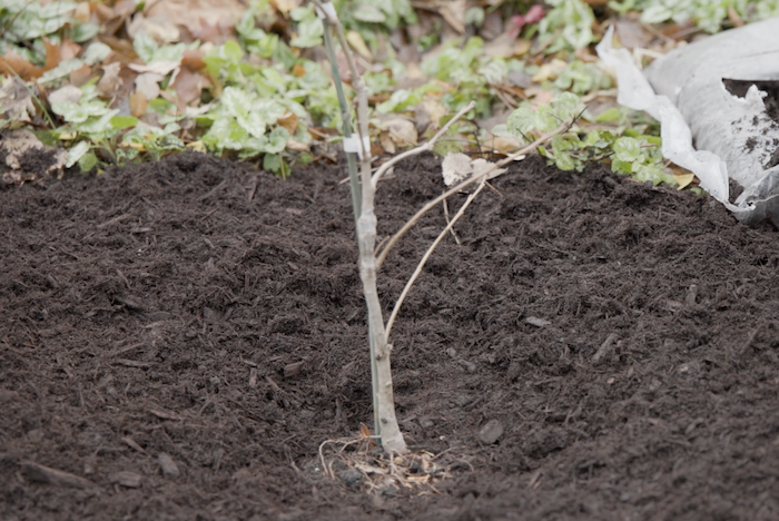bur oak sapling