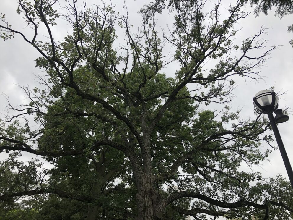 old bur oak tree