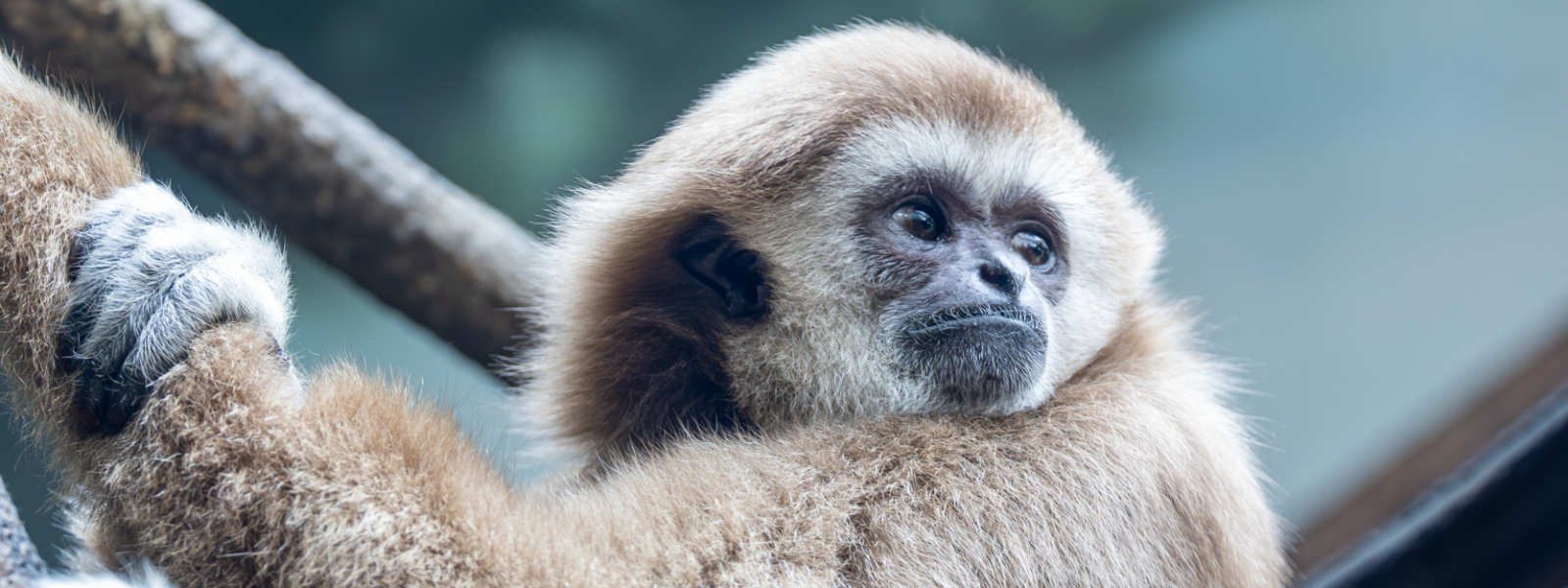 Lar Gibbon