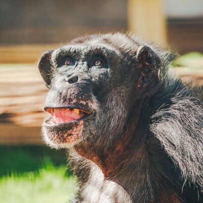 chimp haven announcement al the chimp