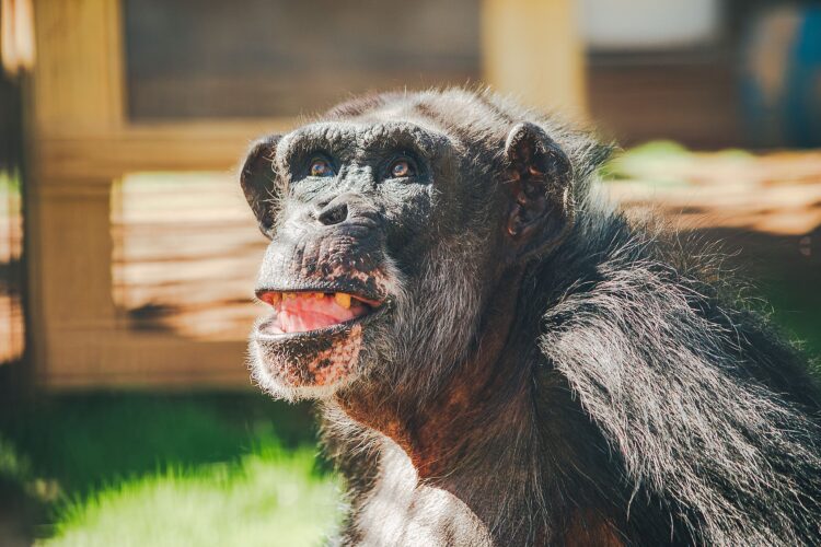 chimp haven announcement al the chimp