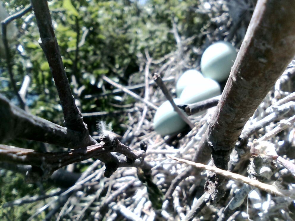 black-crowned night heron nest with eggs