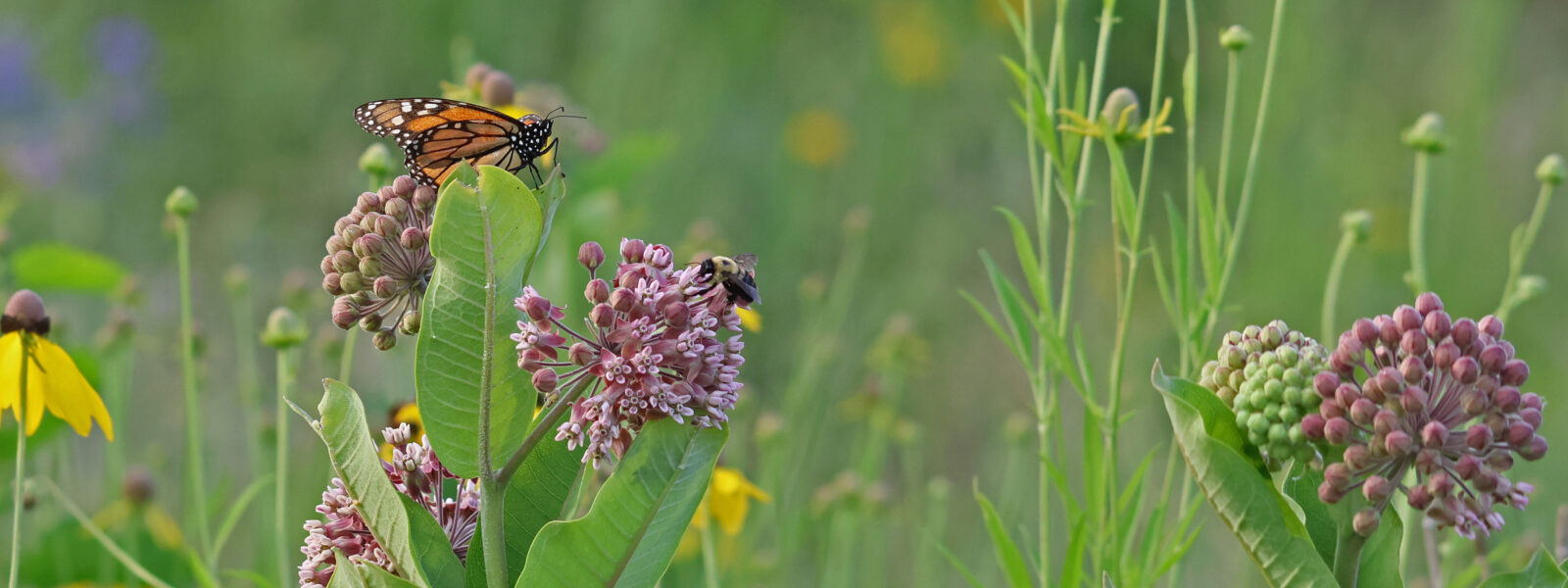 Pollinator Awareness Day