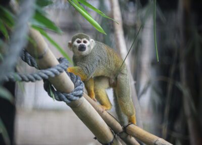 toto the squirrel monkey climbing in habitat
