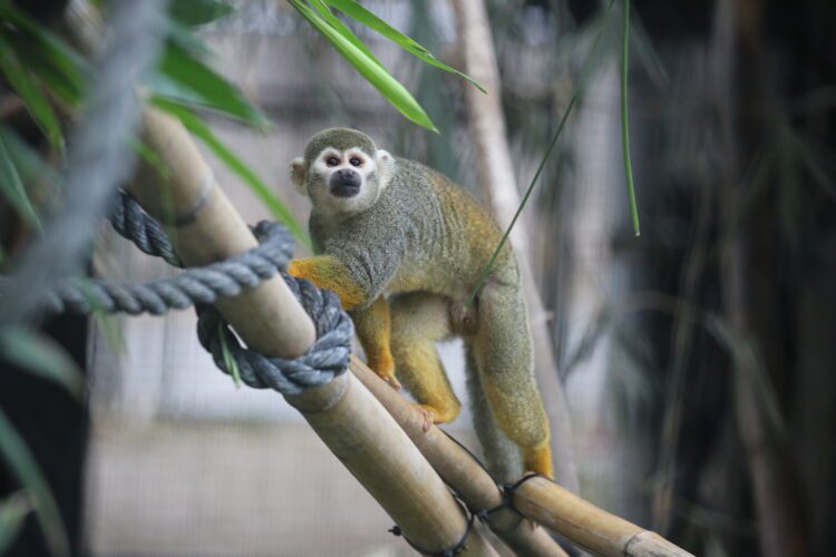 toto the squirrel monkey climbing in habitat