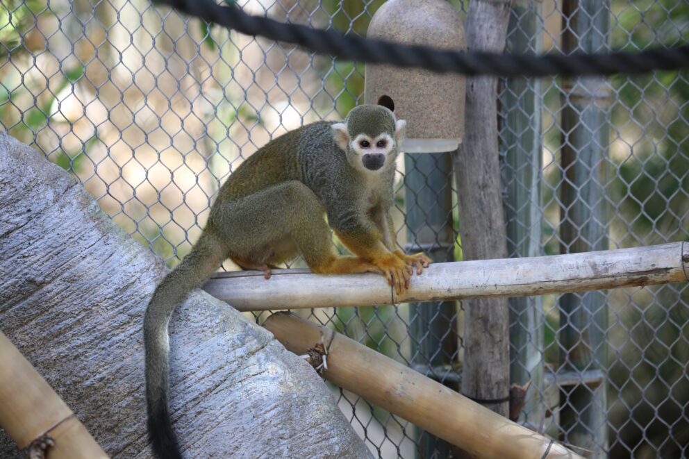 toto the squirrel monkey at Reid Park Zoo