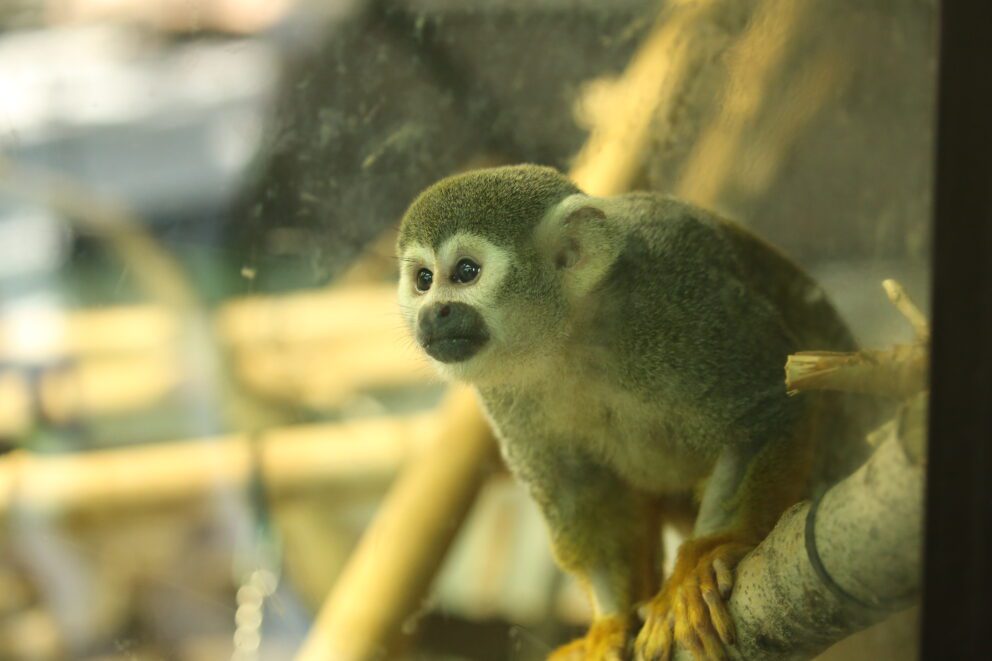 toto the squirrel monkey in habitat