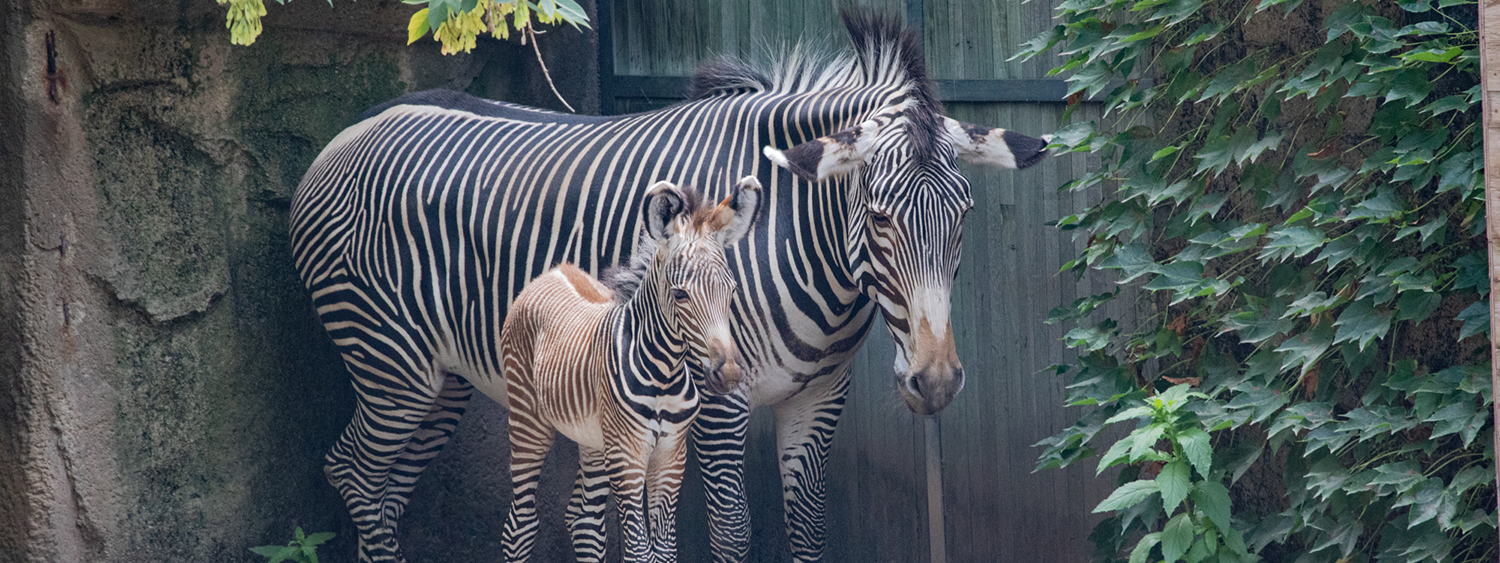 Endangered Species Day